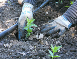 Transplanting Rubia tinctoria